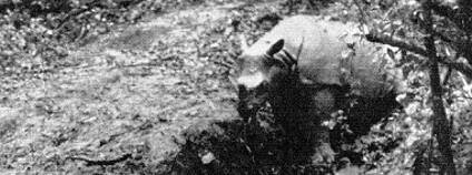 Nosorožci jávští zachycení na fotografii v roce 1930 Foto: Andries Hoogerwerf Wikimedia Commons